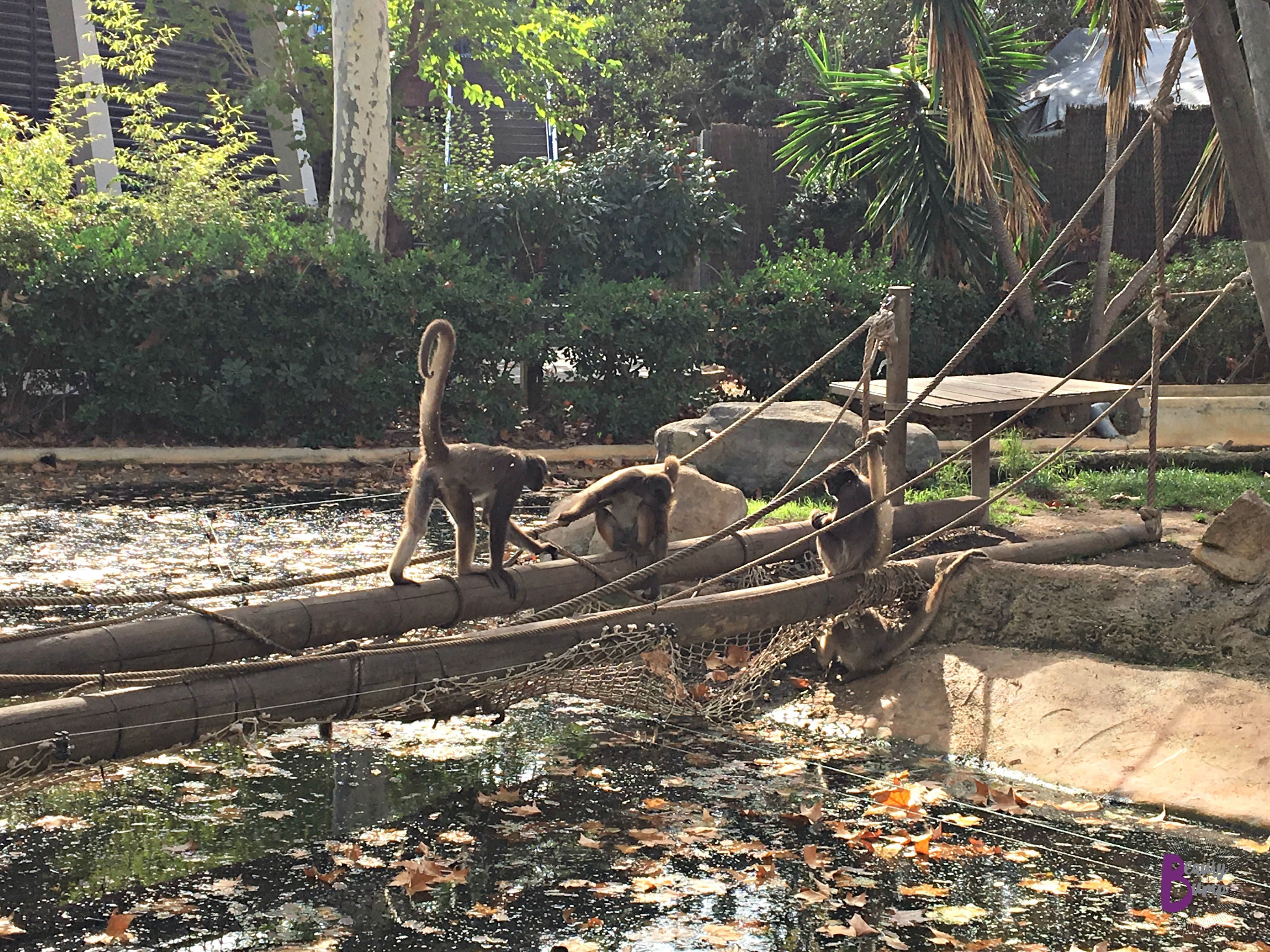 Zoo de barcelona monkeys