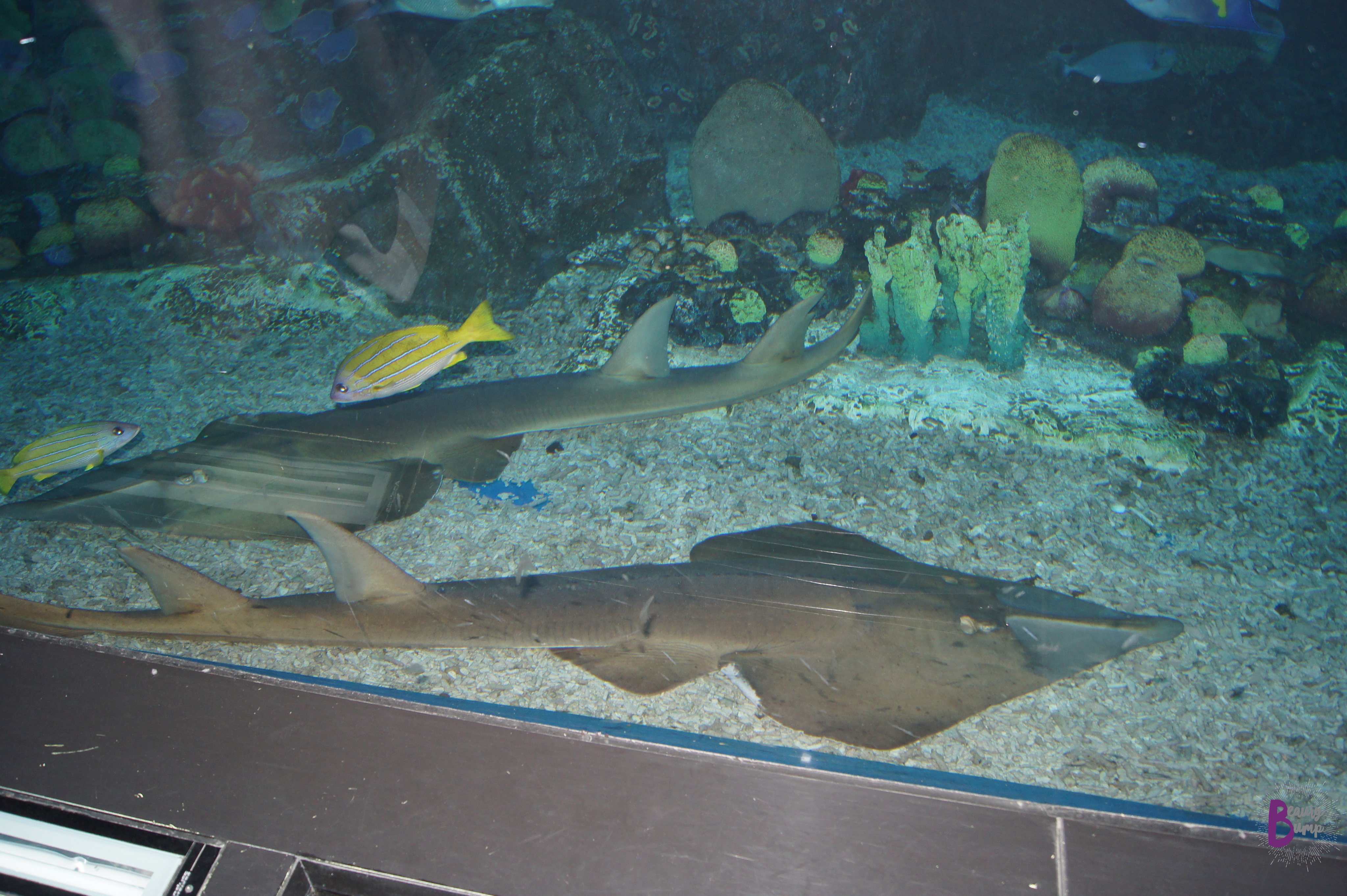 Top 5 Aquariums to Visit When Traveling - Dubai Aquarium