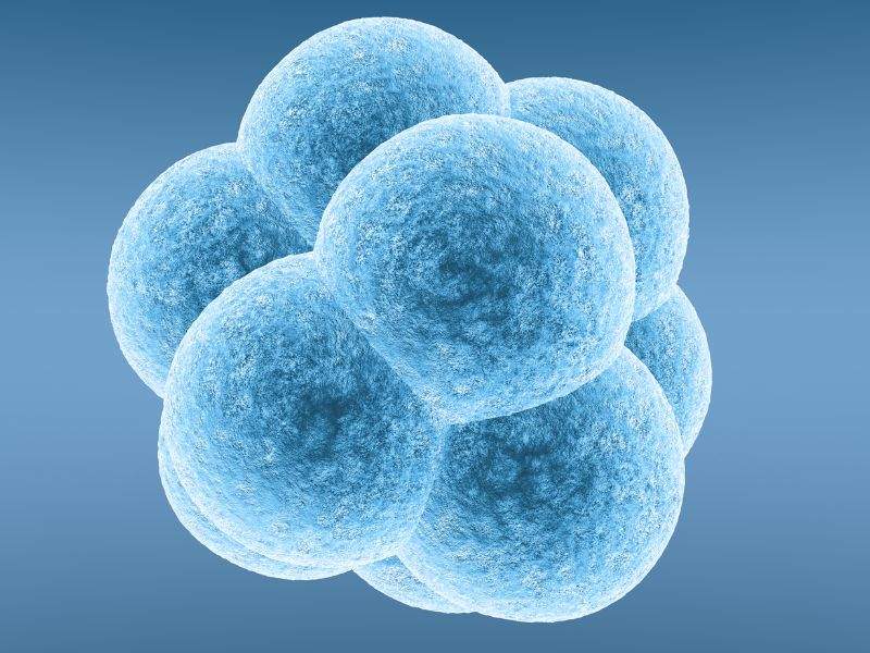 Frozen embryos are cells